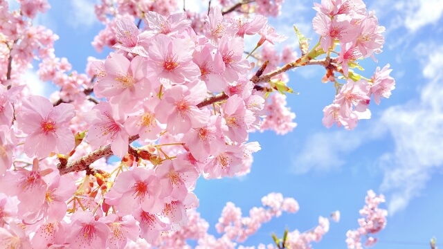 春の青空の中、満開の桜　イメージ画像